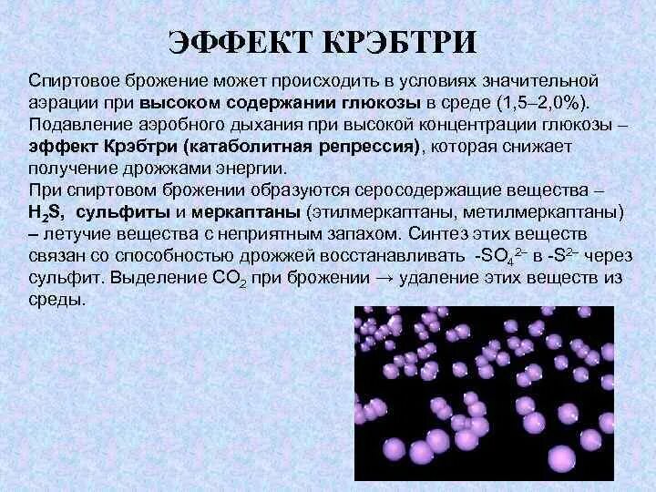 Эффект Пастера в спиртовом брожении. Эффект Крэбтри. Эффект Пастера биохимия. Эффект Крэбтри биохимия. К брожению способны