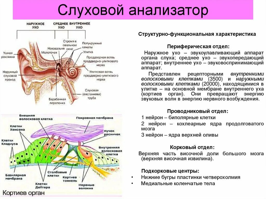 Функции отделов слухового анализатора. Слуховой анализатор строение и функции. Слуховой анализатор физиология. Периферическая часть слухового анализатора. Анализаторы человека слух.