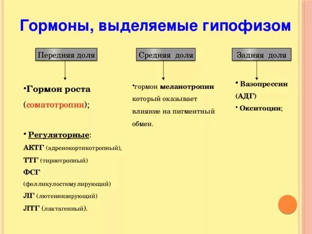 Гипофиз выделение гормонов. Гормоны промежуточной и задней долей гипофиза, их функции. Гормон роста передней доли гипофиза.