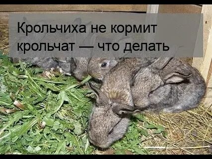 Кроликам можно давать помидоры