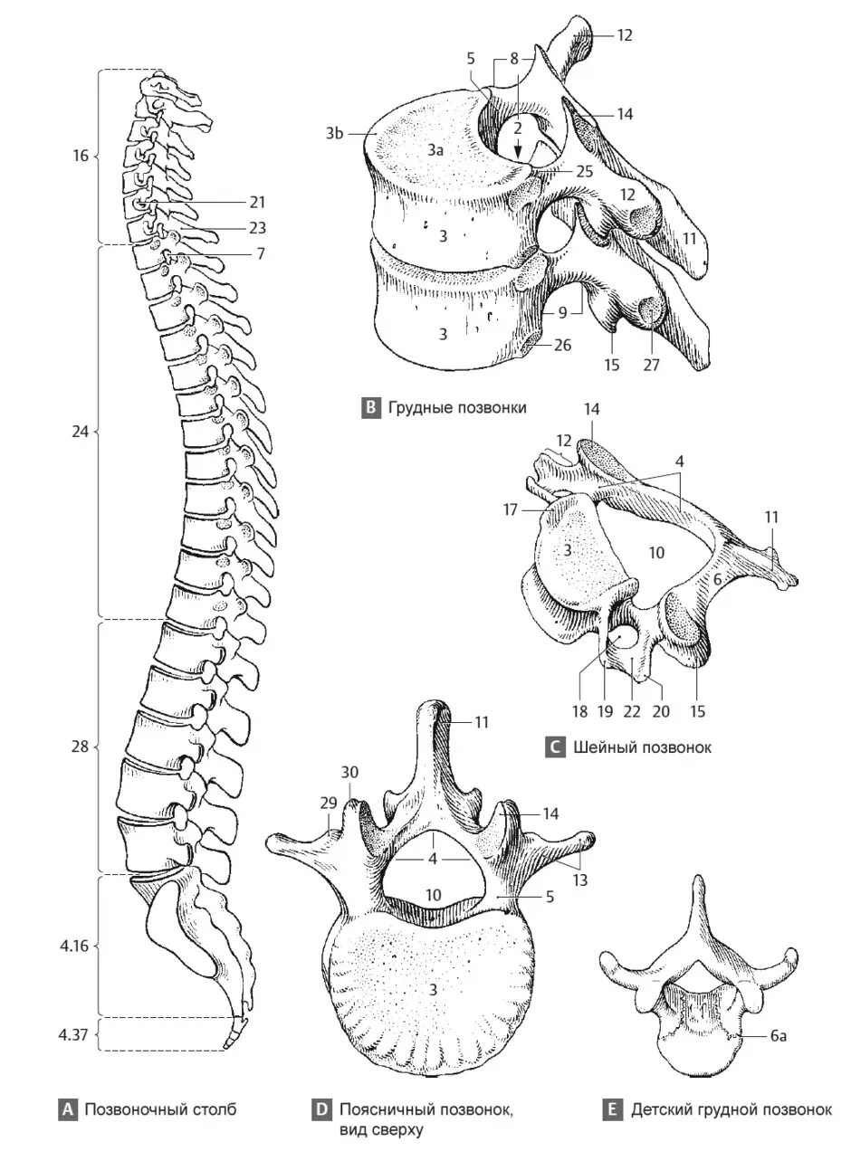 Строение позвонка рисунок. Строение позвоночного столба анатомия. Позвонок сбоку схема. Строение позвоночника вид сбоку. Строение позвоночника человека схема.