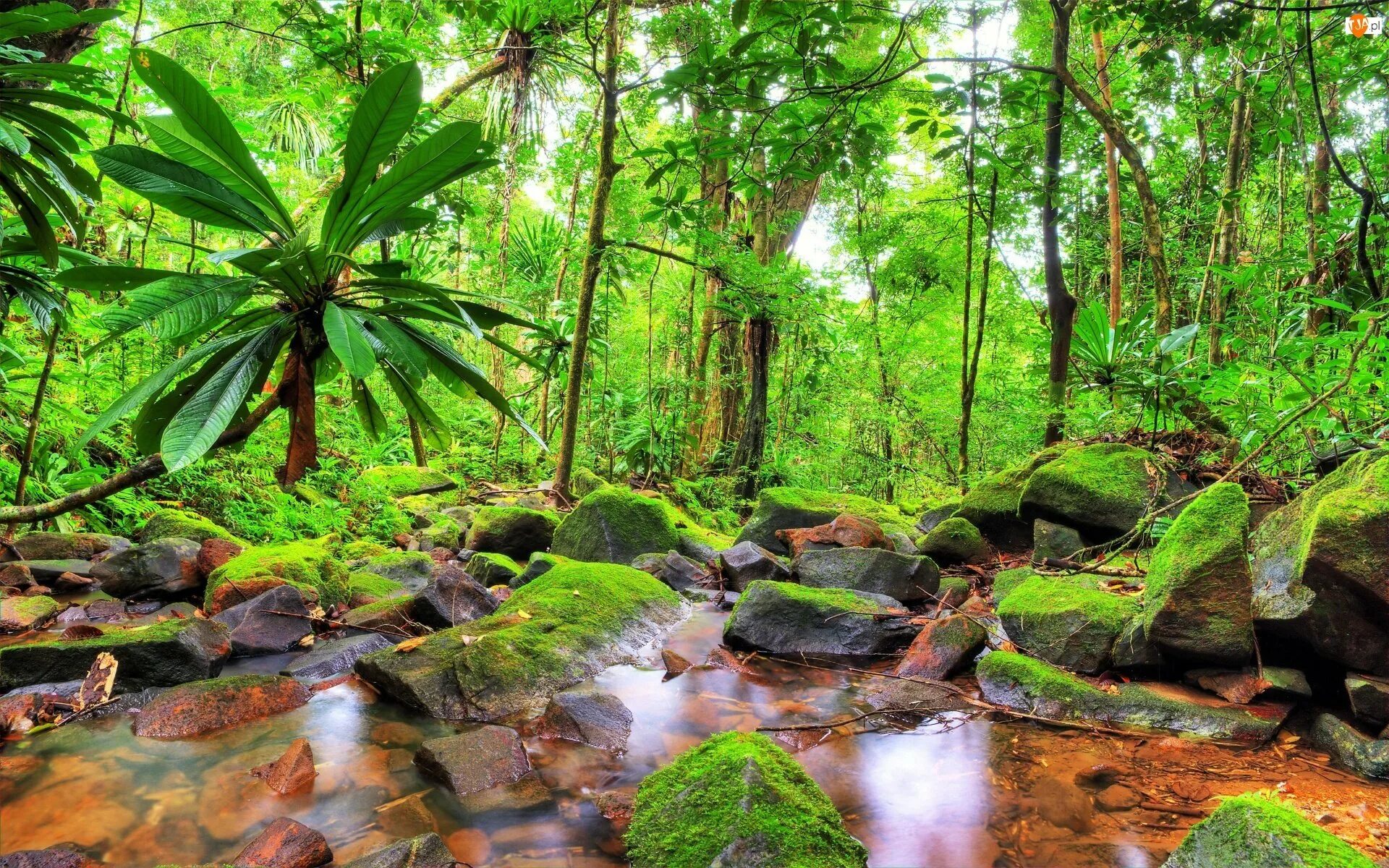 Тропические леса Ацинананы. Влажные тропические леса Атсинананы. Влажные тропические леса Ацинананы Мадагаскар. Тропический лес Дейнтри.