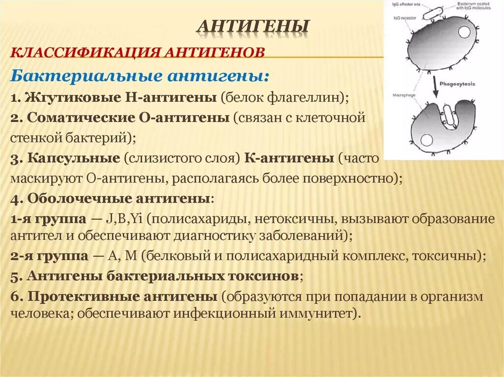 Антиген н отсутствует у индивида имеющего. Классификация антигенов. бактериальные антигены классификация. соматический антиген. микробные антигены.