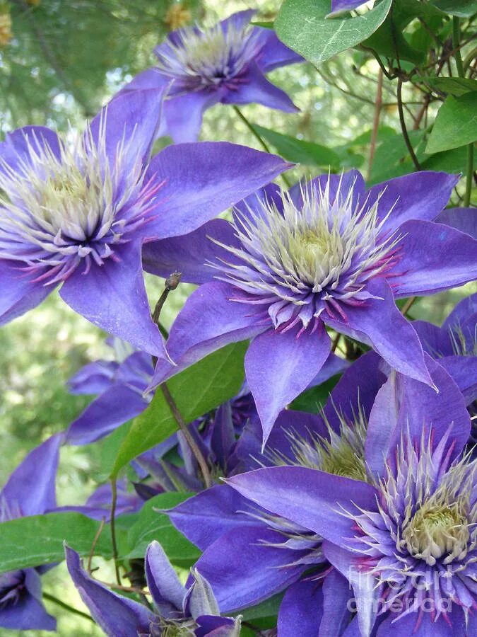 Клематис Блю. Клематис Multi Blue. Клематис (Clematis) Multi Blue. Клематис крупноцветковый Мульти Блю. Клематис мульти блю фото отзывы