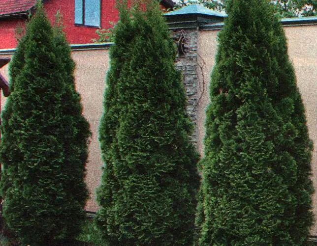 Туя Хозери Саженцы в 2-х литровых контейнерах. Ограниченное количество!. Листвен