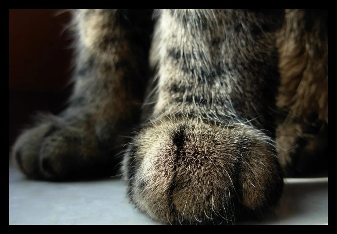 Видели лапки. Кошачья лапка. Кот на задних лапах. Ножки котика.