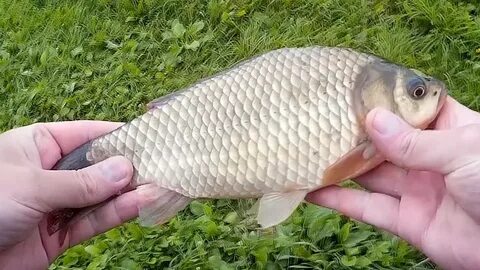Бесплатное видео карась летом