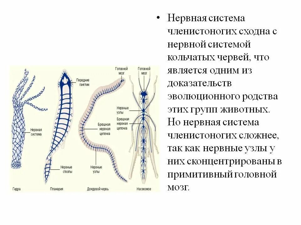 Функции нервной системы у червей. Схема строения нервной системы членистоногих. нервная система членистоногих схема. нервная система членистоногих представлена. нервная система членистоногих какого типа.