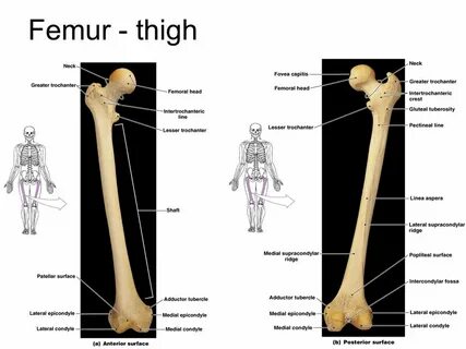 Femur