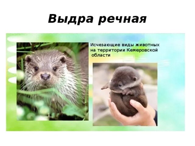 Какие животные занесены в красную книгу кузбасса. Какие животные занесены в красную книгу кузбасса