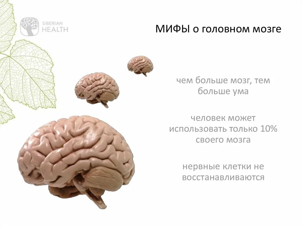 Развиваем мозг. Интересное про мозг. Интересные факты о мозге. Улучшение работоспособности мозга.