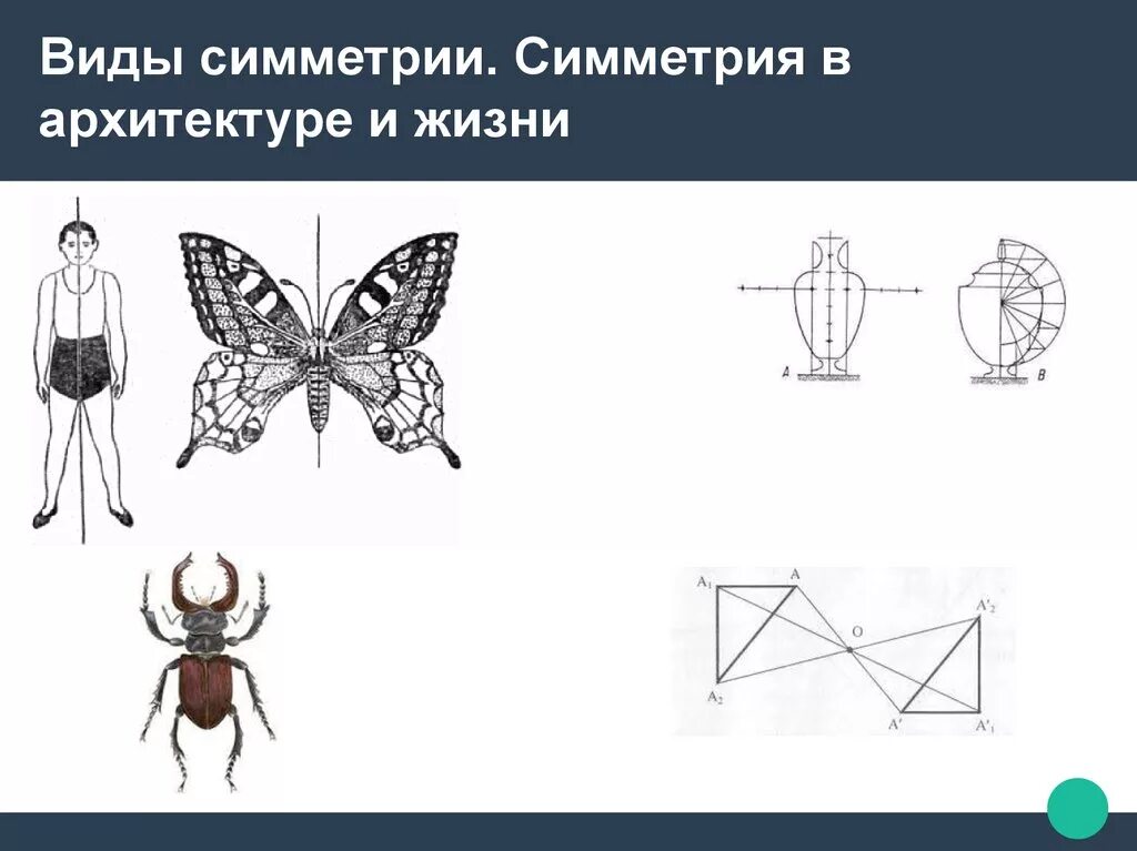 Виды симметрии. Симметрия виды симметрии. Рисунок на тему симметрия. Виды симметрии с примерами. Тип симметрии мыши