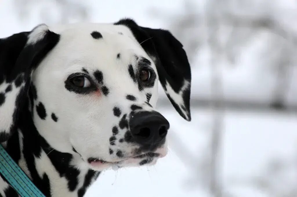 World of dogs. Черный далматин. Далматин портрет. Далматин черный. Черный далматин.