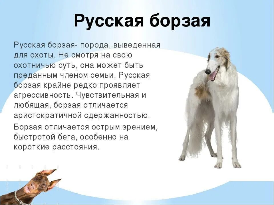 Что означает цвет собаки
