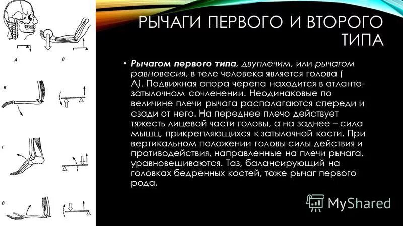 Почему предплечье является рычагом второго рода