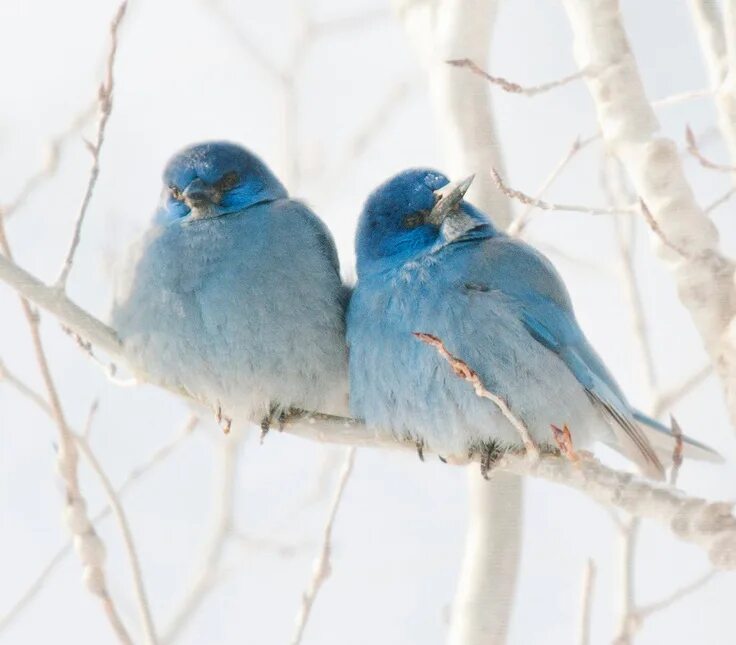 Две синие птицы. Синяя птица. Голубая птичка. Две синие птички. Птичка на ветке.