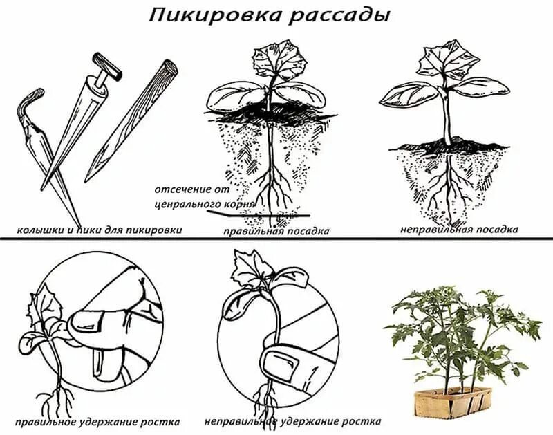 Схема пикировки рассады томата. Пикировка сеянцев схема. Пикировка рассады схема. Пикировка томатов схема посадки. Пикировка рассады что это и для чего