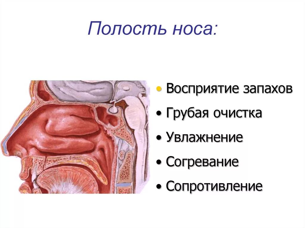 Носовая полость строение ноздри. Строение полости носа анатомия человека. Носовая полость строение рисунок. Структура носовой полости.