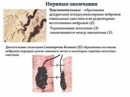 Двигательное окончание нейронов