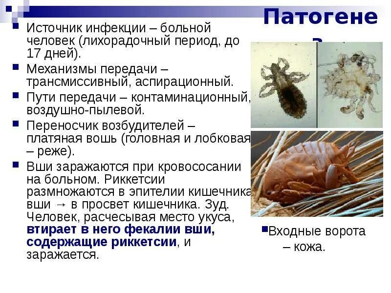 При какой температуре погибает вша и гнид. Педикулёз инкубационный период. вши инкубационный период. инкубационный период вшей. инкубационный период гнид вшей.
