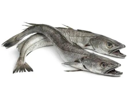 Мерлуза (хек) - хищная рыба с больших глубин