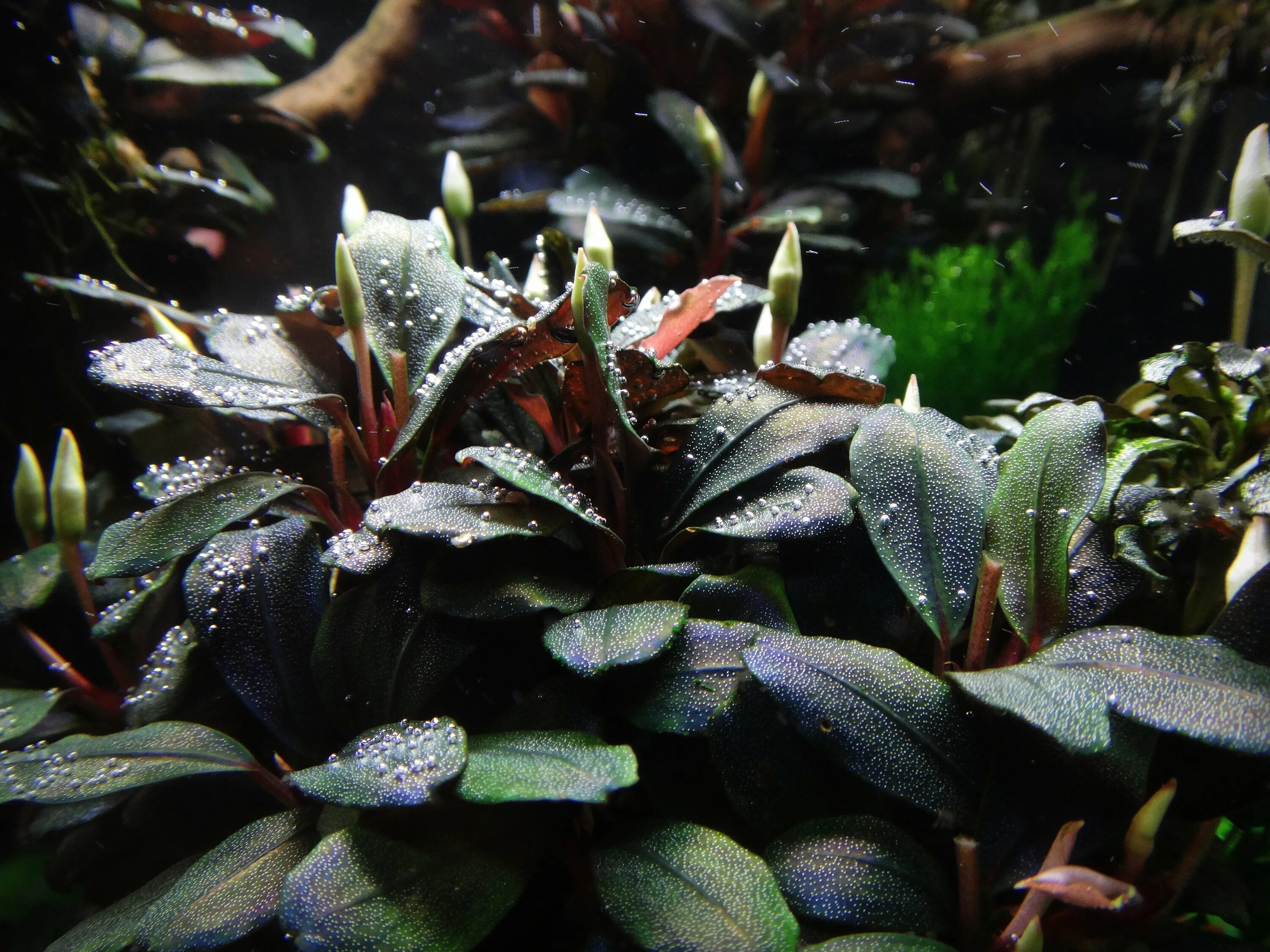 буцефаландра вендта. буцефаландра гианмара. Theia 9. буцефаландра калимантан. буцефаландра deep purple.