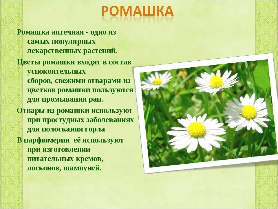 Текст описание ромашки 3 класс. Систематика ромашки аптечной. Ромашка лекарственное растение. Ромашка лекарственная характеристика растения. Ромашка лекарственная описание.