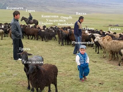 Народы занимающиеся овцеводством
