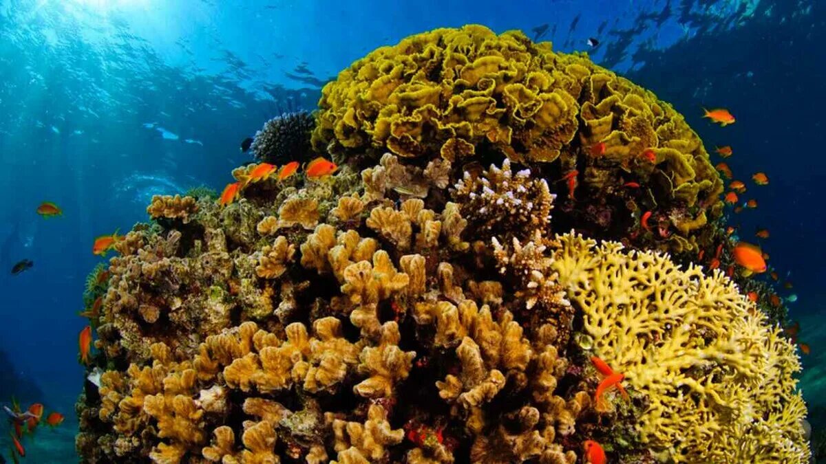 Коралловые рифы описание. Коралловые рифы красного моря. Прибрежный риф красное море. Коралловые Атоллы красного моря. Коралловый рай красное море.