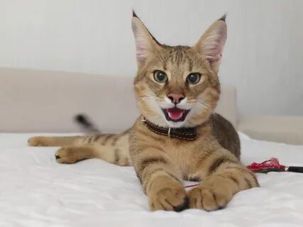 Кошка чаузи ф1