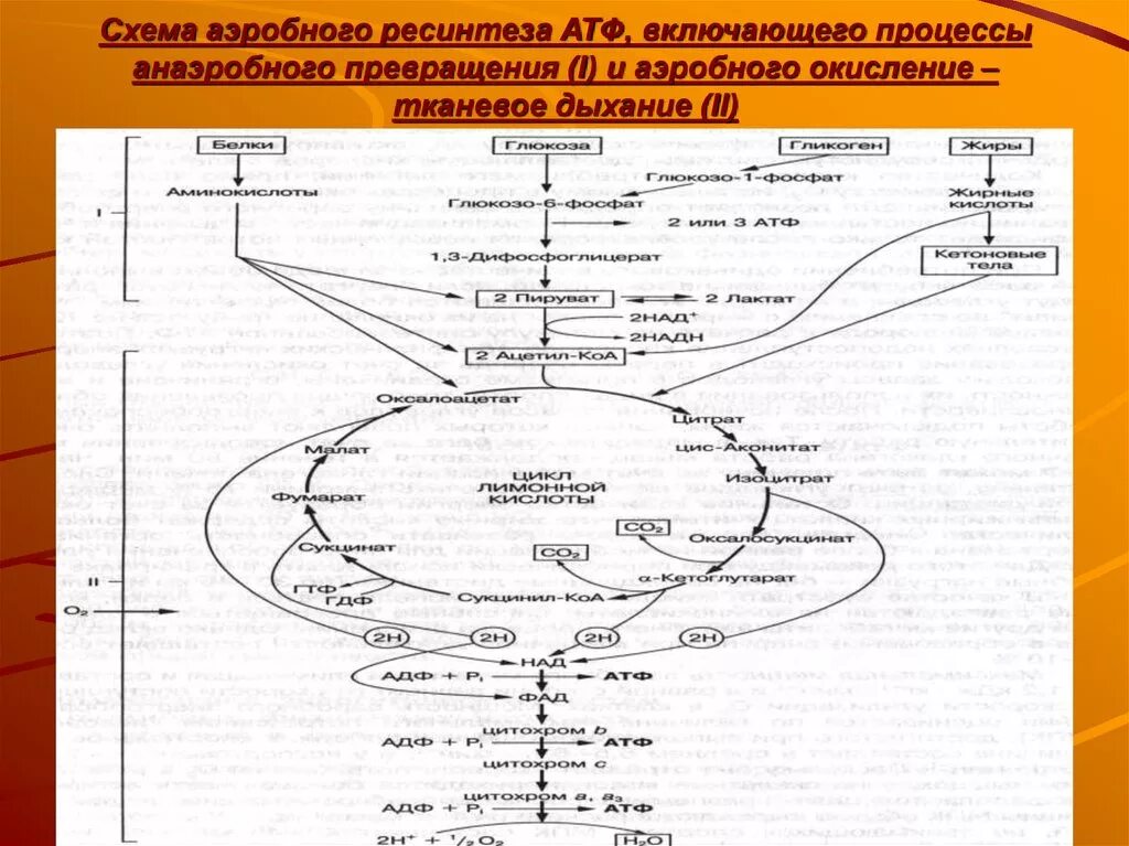 Схема аэробного ресинтеза АТФ. Схема аэробного механизма ресинтеза АТФ. Аэробный путь ресинтеза АТФ схема. Механизм ресинтеза АТФ В аэробном процессе. Анаэробный ресинтез атф