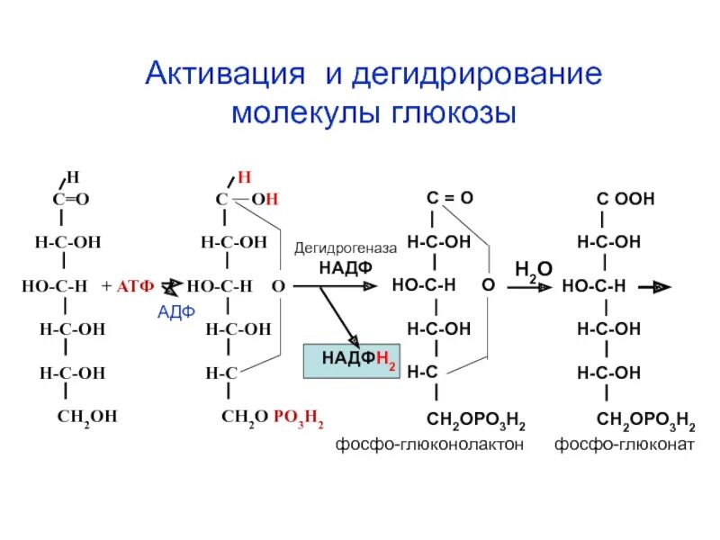 Окисление молекулы глюкозы. Активация молекулы глюкозы. дегидрирование глюкозы. реакция активации глюкозы. механизм окисления глюкозы в клетке.