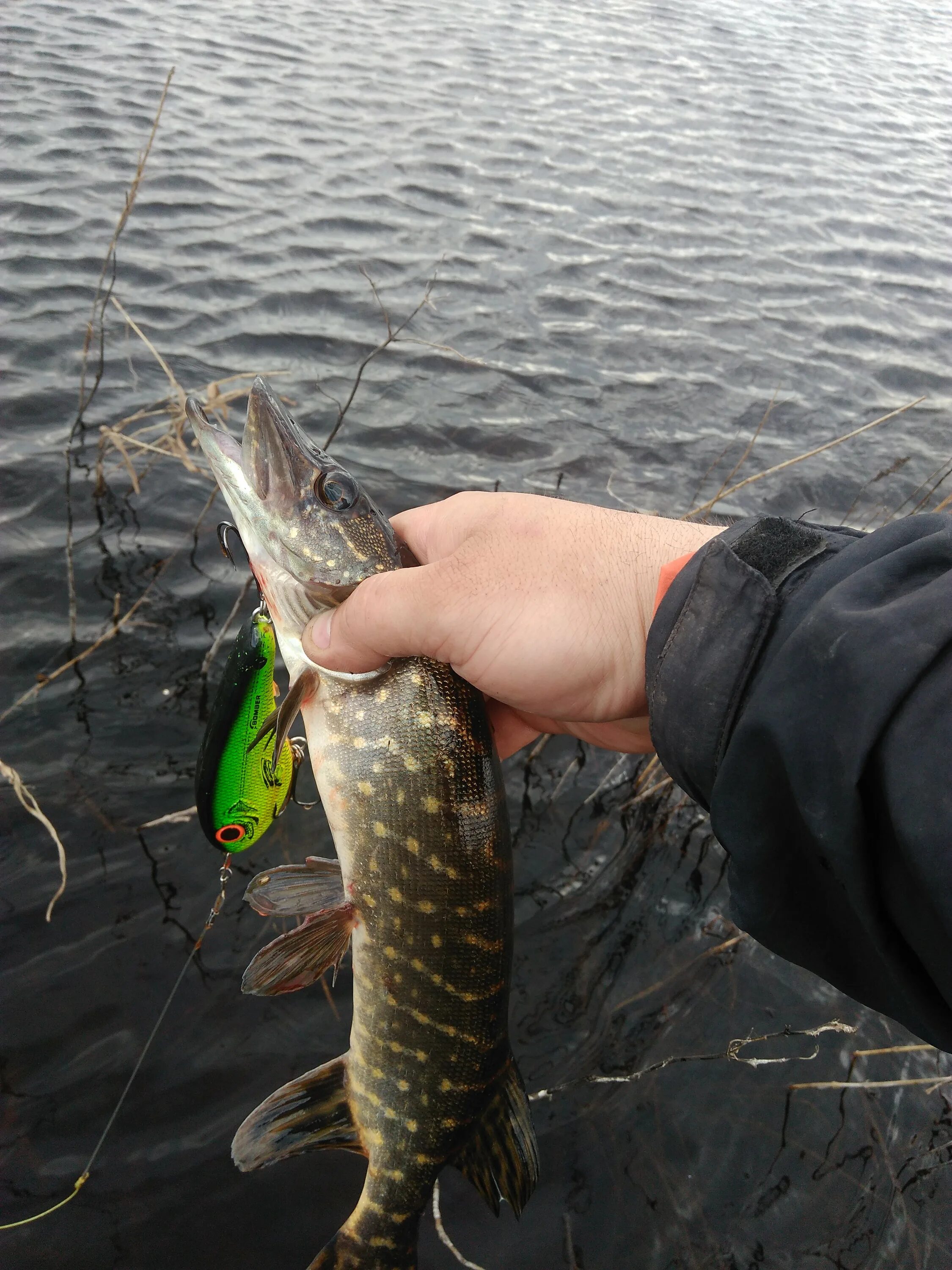 Нов фишинг. Щука в воде. Щука в водоеме. Атака щуки. Щука в воде фото.