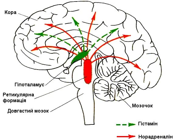 Ретикулярная формация мозгового ствола. Ретикулярная формация головного мозга. Ретикулярная формация физиология. Ретикулярная формация головного мозга анатомия.