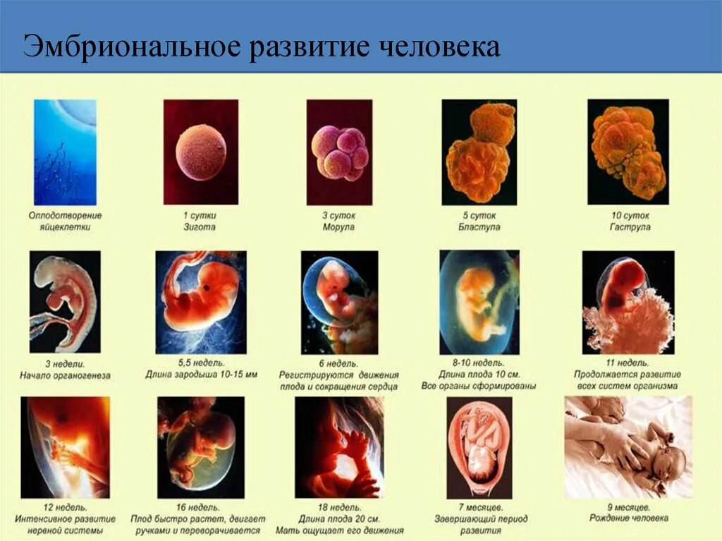 Эмбриональное развитие человека в основном. Онтогенез развития плода человека. Таблица эмбриональный период развития плода. Периоды развития человека миональный. Стадии и описание эмбрион.развития.