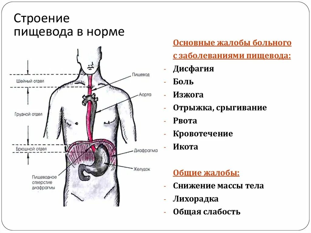 Области пищевода. Дискомфорт в области желудка и пищевода. Строение пищевода. Пищевод в грудной клетке.