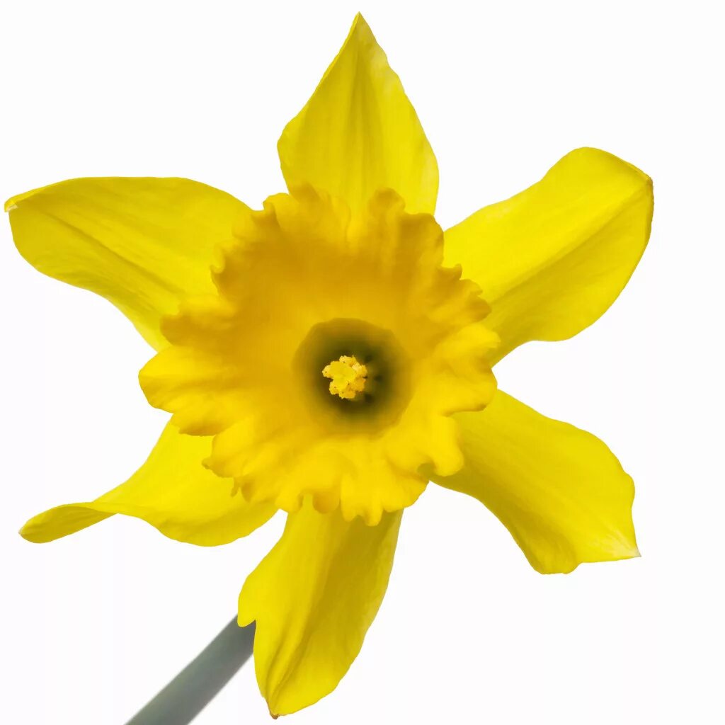 Цветочный символ уэльса. Уэльс – нарцисс (daffodil). желтый нарцисс символ уэльса. лук-порей символ уэльса. лук порей и нарцисс символы уэльса.
