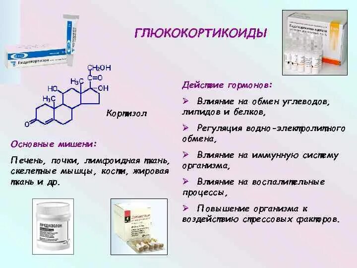 Кортизол мочи как собирать. Влияние кортизола. кортизол эффект действия. влияние кортизола на эстроген. влияние кортизола на кости.