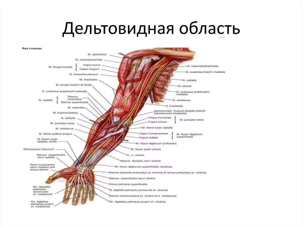 Анатомия верхней конечности. Области верхней конечности топографическая анатомия. Дельтовидная область топографическая анатомия схема. Топография мышц верхней конечности анатомия. Границы дельтовидной области топографическая анатомия.