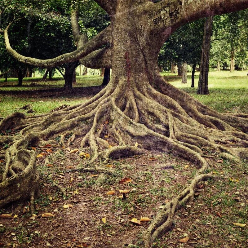 Trees travel. Trees travel