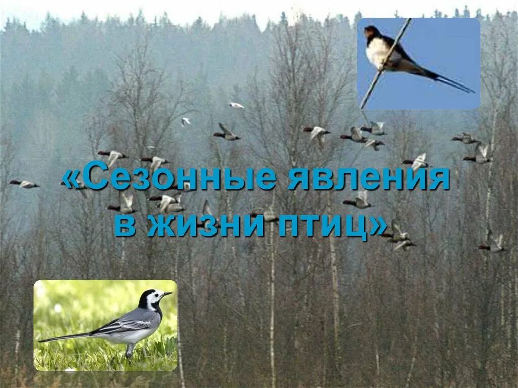 Сезонные изменения в жизни птиц сообщение. Сезонные изменения в жизни птиц сообщение