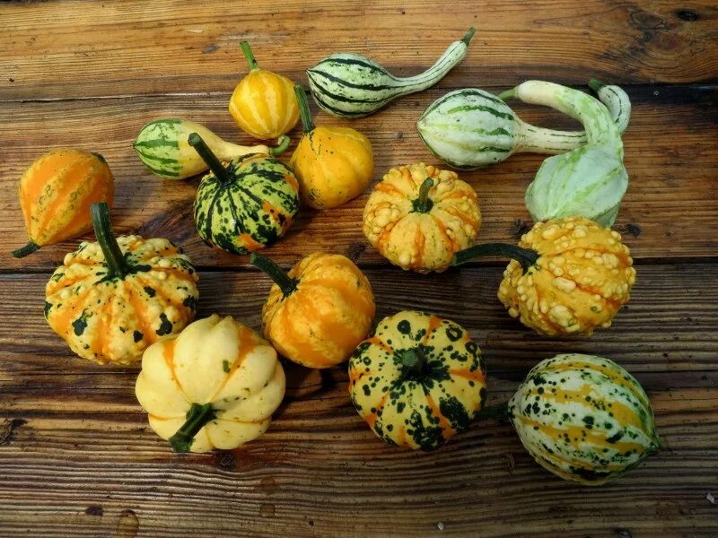 Тыква cucurbita maxima. Тыква декоративная фото и названия. Тыква декоративная шахрезада звезды. Тыква kleine bicolor. Тыква декоративная кукурбита.