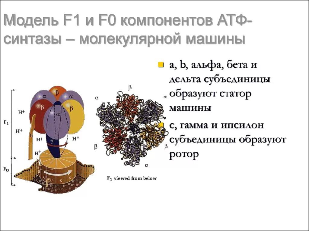 АТФ синтаза Альфа и бета субъединицы. Альфа и бета субъединицы. Статор АТФ синтазы. Ротор АТФ синтазы.