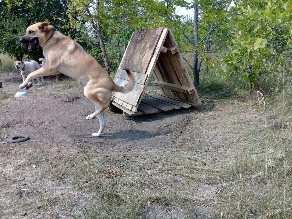 На улице жили щенки. Собака живет в будке. Приучение собак к дому. Приучение к будке для собак. Собака привязан к будке.