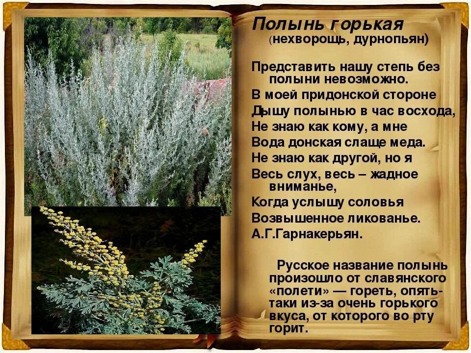 Полынь горькая: лечебные свойства и противопоказание, фото и применение