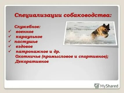 Профессионализмы профессии кинолог