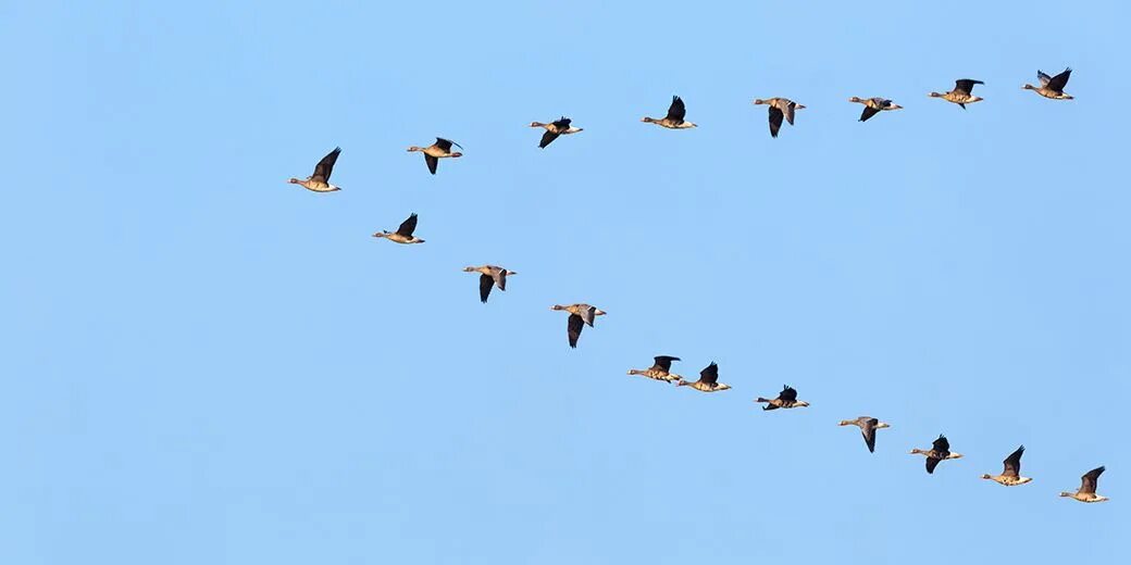 Стая гусей. Стая гусей со связью согласование. Стая гусей. Стая гусей. Стая гусей летит.