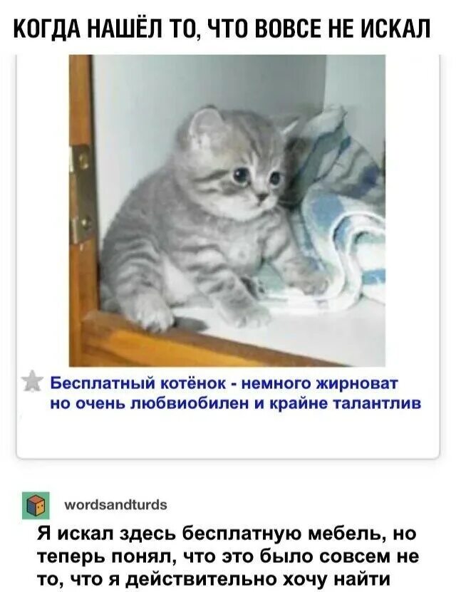 Очень немного сделал. Котенок немного толстый но очень талантливый. бесплатный котенок немного жирный. котенок талантливый. продается котенок немного жирный.