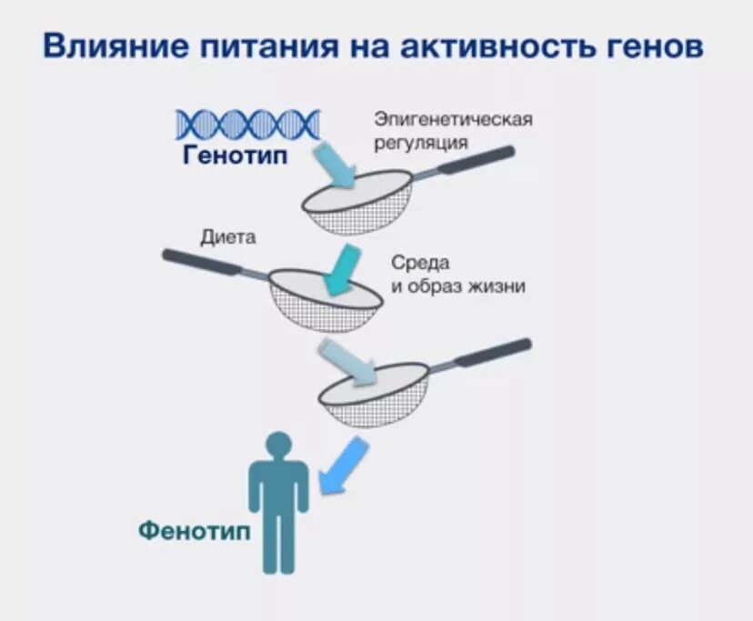 Влияние среды на генотип. Влияние среды и генов. Среда влияние на гены. Влияние генов на человека. Влияние питания на человека.