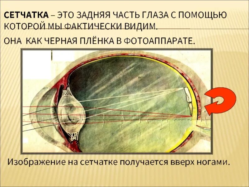 Какое изображение получается на сетчатке глаза человека. Изображение на сетчатке. формирование изображения на сетчатке. изображение на сетчатке глаза. формирование изображения на сетчатке глаза.